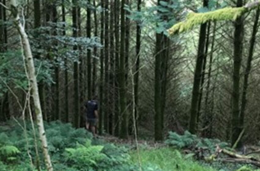 handwriting-and-money-among-clues-to-identity-of-man-found-dead-in-woods-45-years-ago