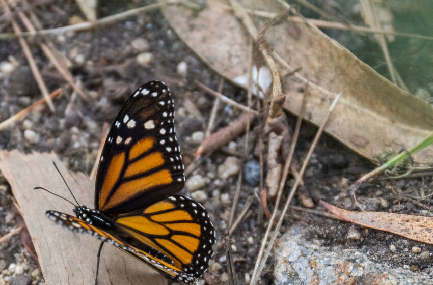 monarch-butterflies-are-recommended-for-protected-status-in-us.