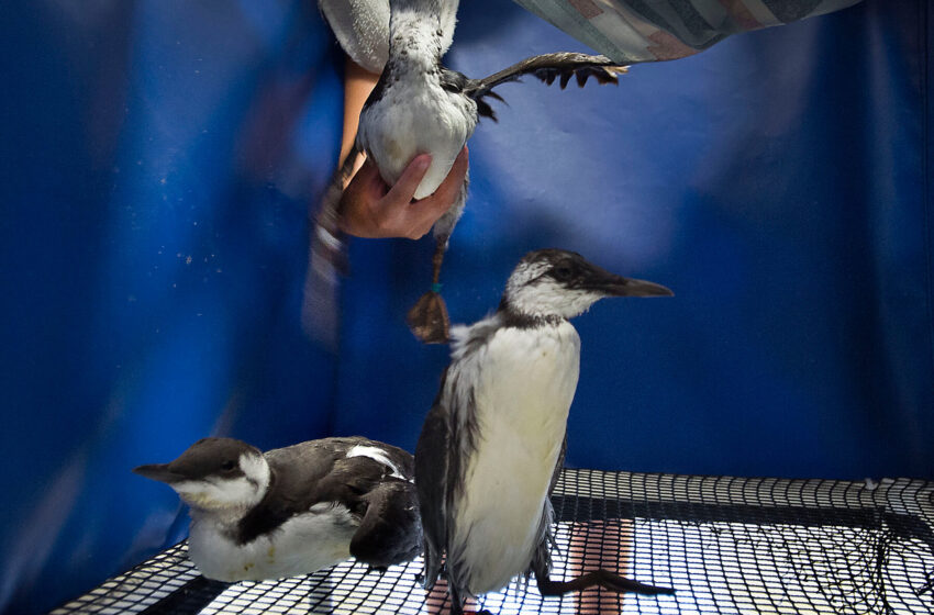  Ocean Heat Killed Half the Common Murres Around Alaska