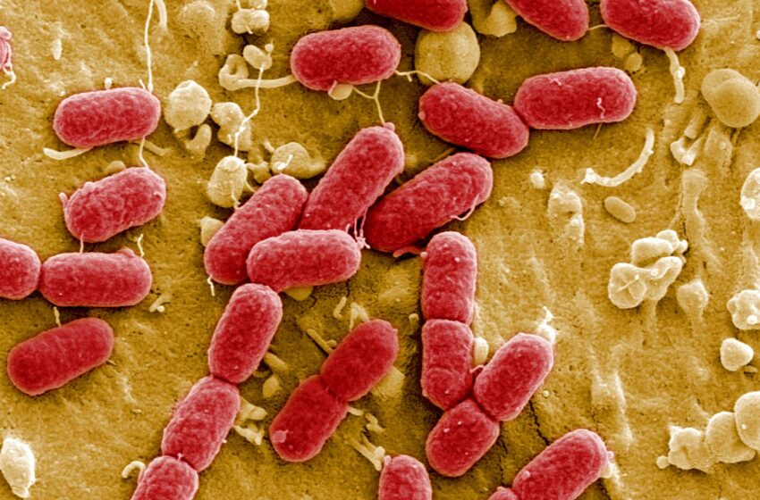 synthetic-mirror-bacteria-could-be-‘catastrophic’-for-life-on-earth