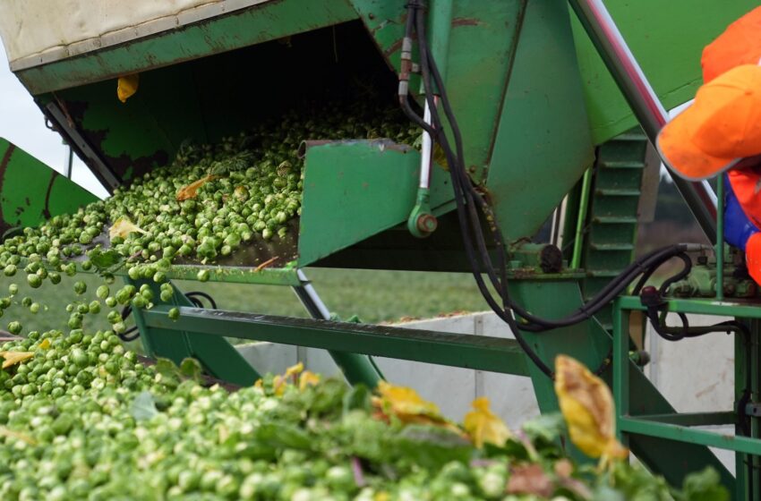  Brussels sprouts expected to be 25% bigger this year