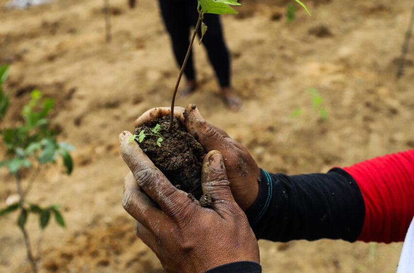  A Biodiversity Solution Might Be Hiding in Plain Sight.