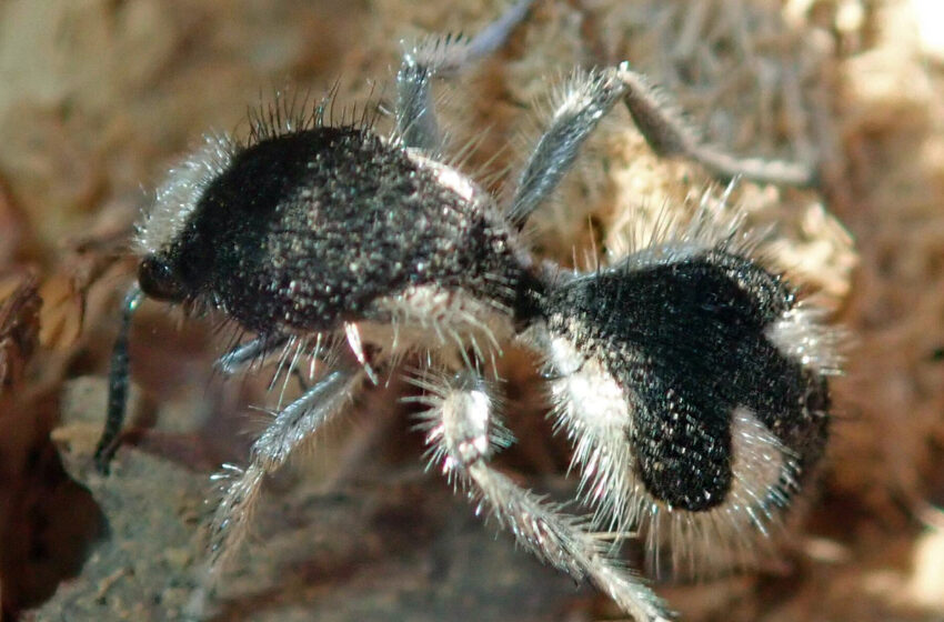  This Brazilian Velvet Ant Is So Dark That It’s Super-Black