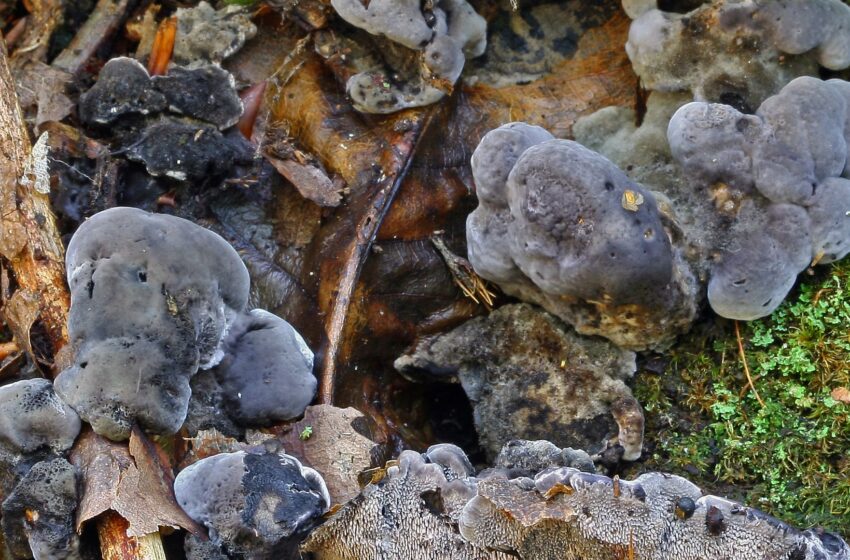  Toothy toadstools and ghost palms among new species named in 2024