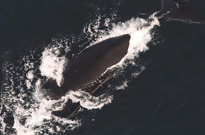  2 Endangered Whales Found Entangled in Fishing Gear, With 1 Likely to Die