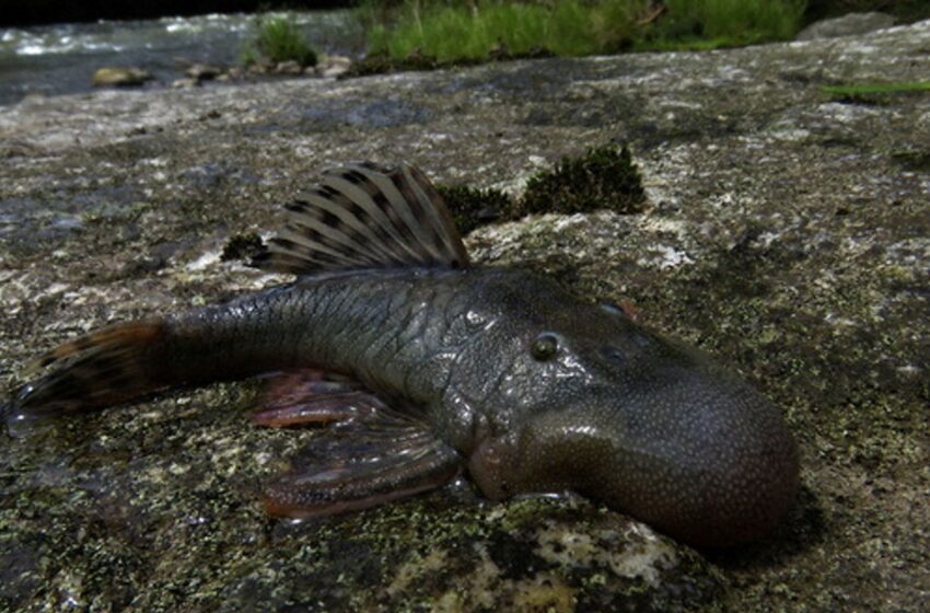  ‘Blob-headed’ fish and semi-aquatic mouse among 27 newly discovered species