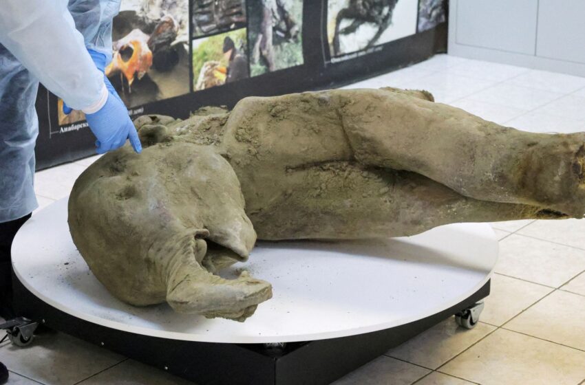 remains-of-‘remarkably-well-preserved’-baby-mammoth-unveiled-by-scientists