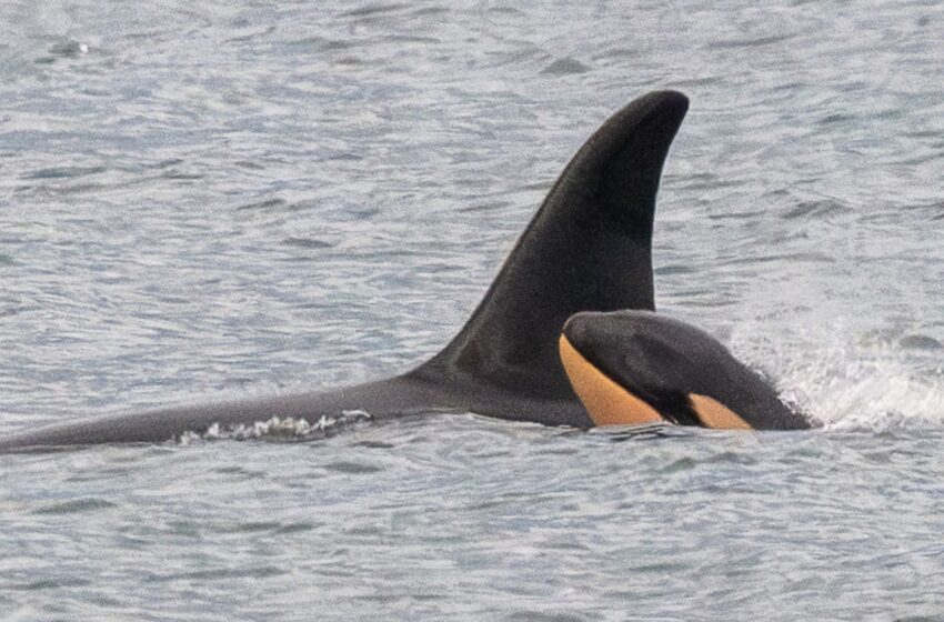 killer-whale-who-carried-dead-calf-in-‘show-of-grief’-gives-birth-again-–-but-experts-are-concerned