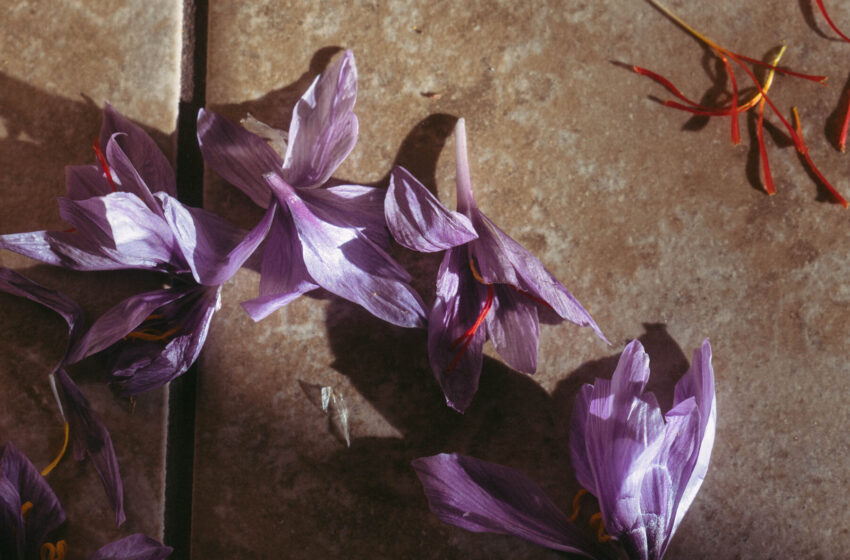 how-saffron,-a-precious-import,-became-an-american-cash-crop