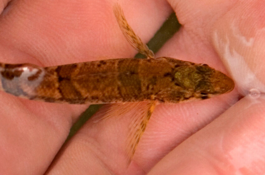  This Tiny Fish’s Mistaken Identity Halted a Dam’s Construction