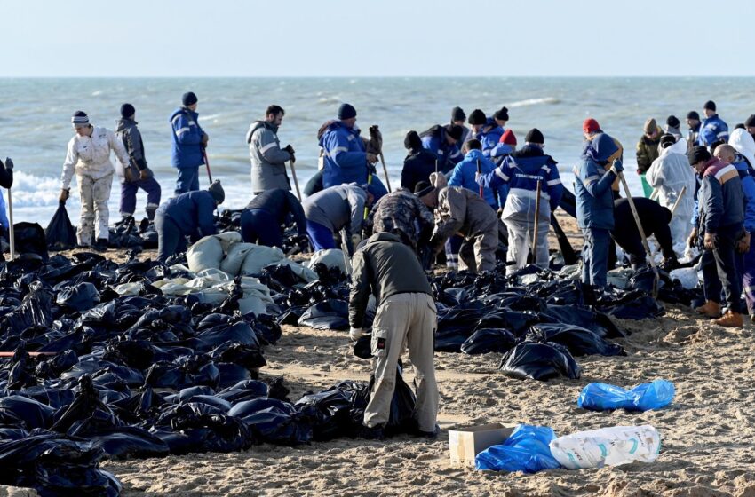  More than 30 dolphins wash up dead on beach after ‘ecological disaster’