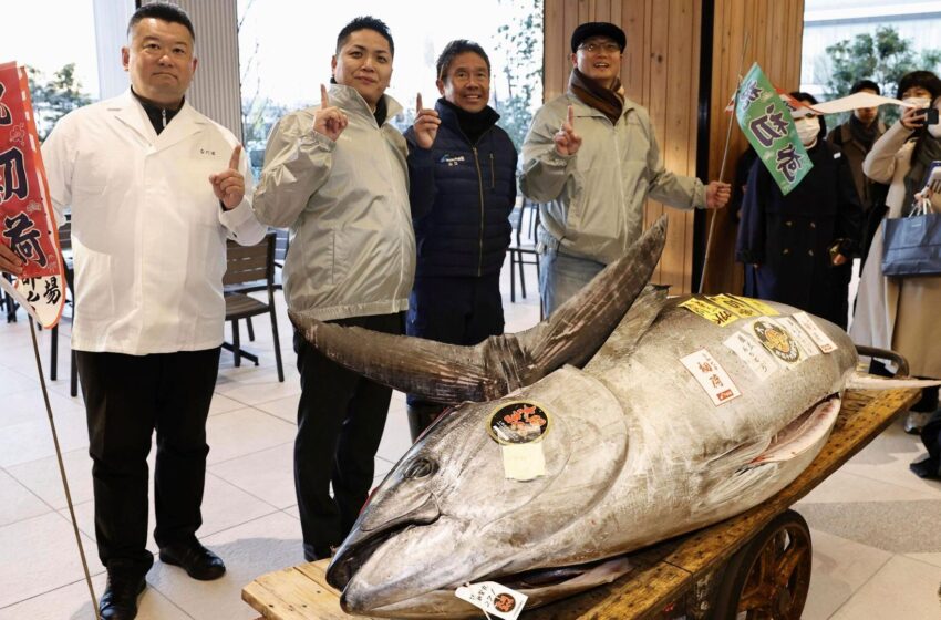 tuna-sold-at-auction-for-more-than-£1m