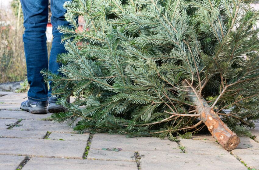 don’t-eat-your-christmas-trees,-belgians-warned