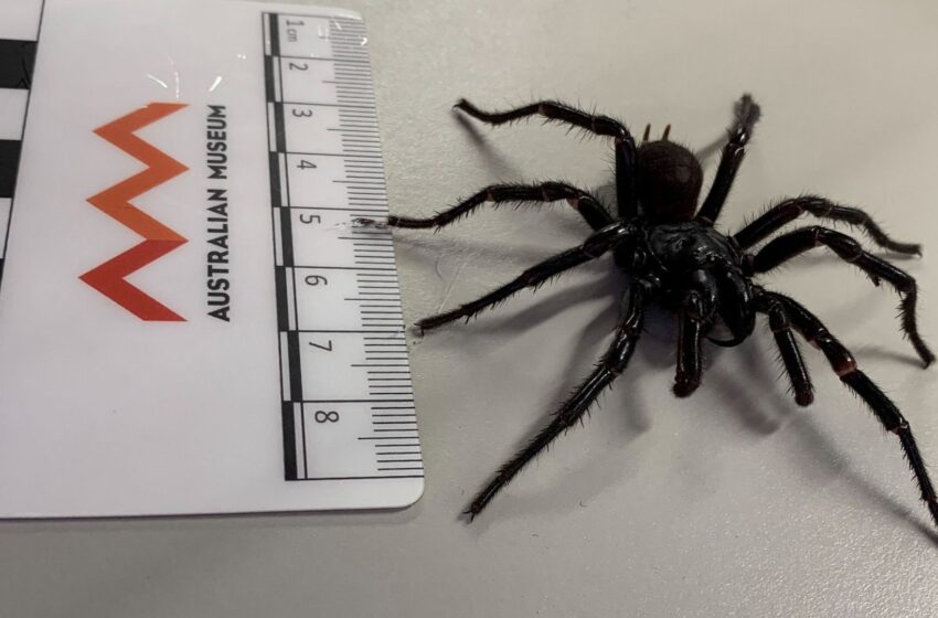  Highly dangerous new species of spider found