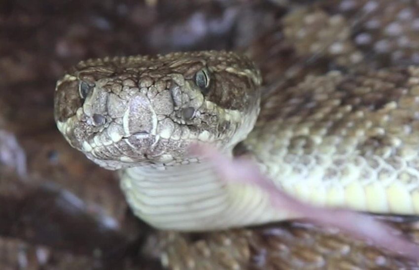  Rain-Collecting Rattlesnakes Give New Meaning to ‘Thirst Trap’