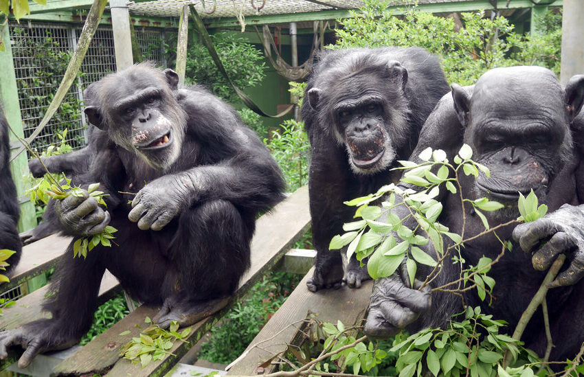  Do Chimps Who Pee Together Stay Together?