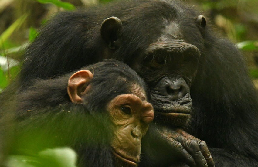 mother-chimp-and-daughter-share-a-special-sign