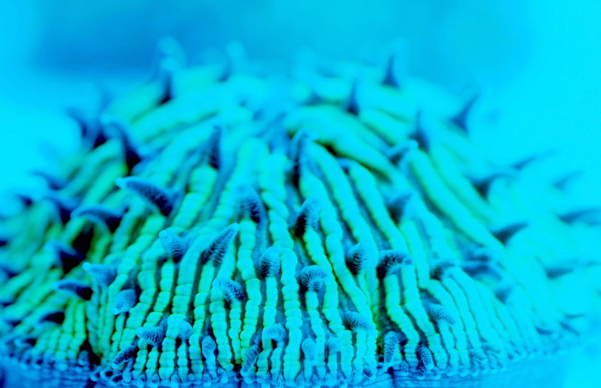  These Corals Are Made for Walking