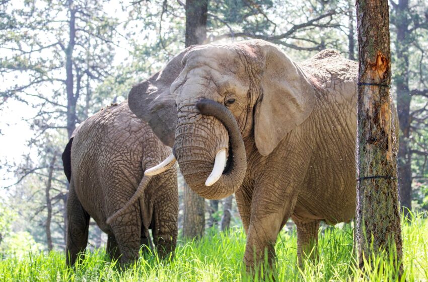 elephants-can’t-pursue-release-because-they-are-not-people,-court-rules