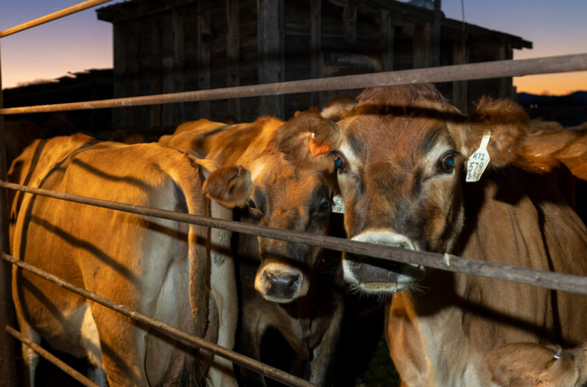  Bird Flu Enters a New Phase, Scientists Say