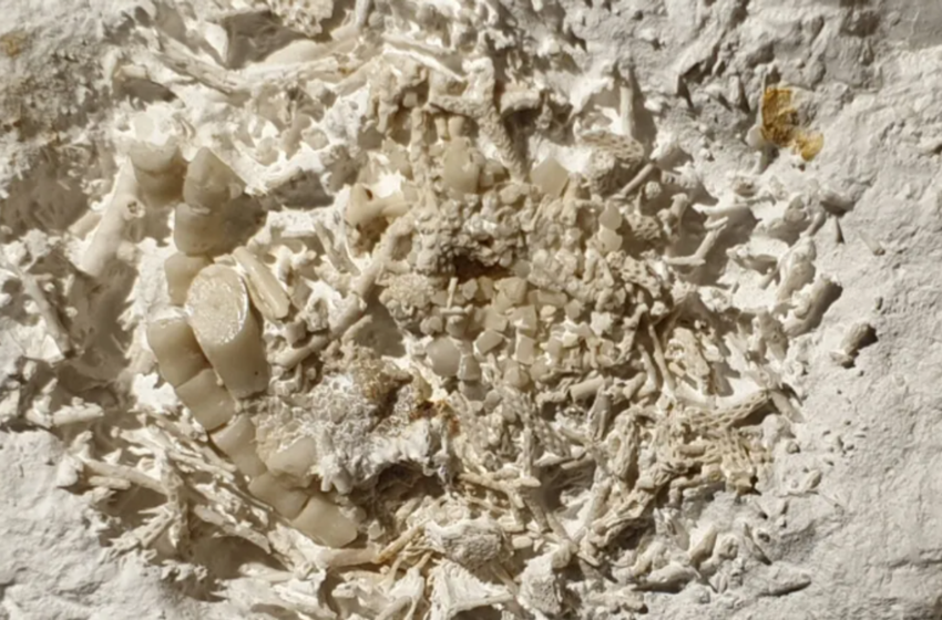  66 million-year-old vomit fossil discovered