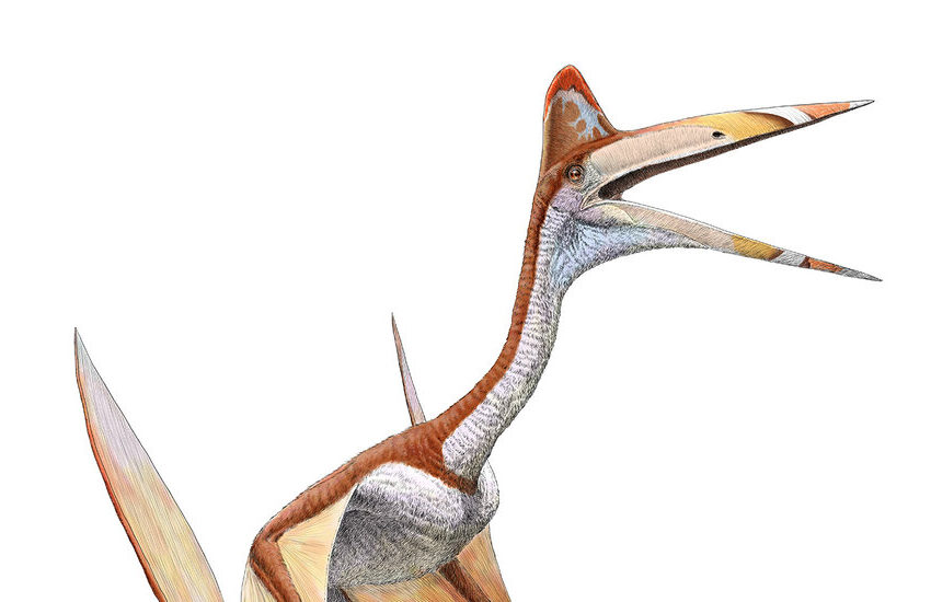 eeny-meeny-miny-mo,-catch-a-pterosaur-by-its-neck