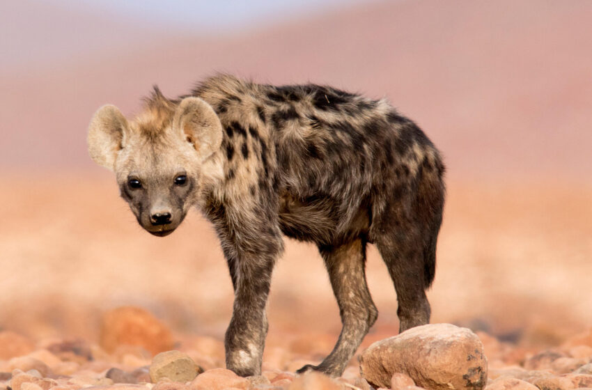 a-spotted-hyena-turns-up-in-egypt-after-a-5,000-absence