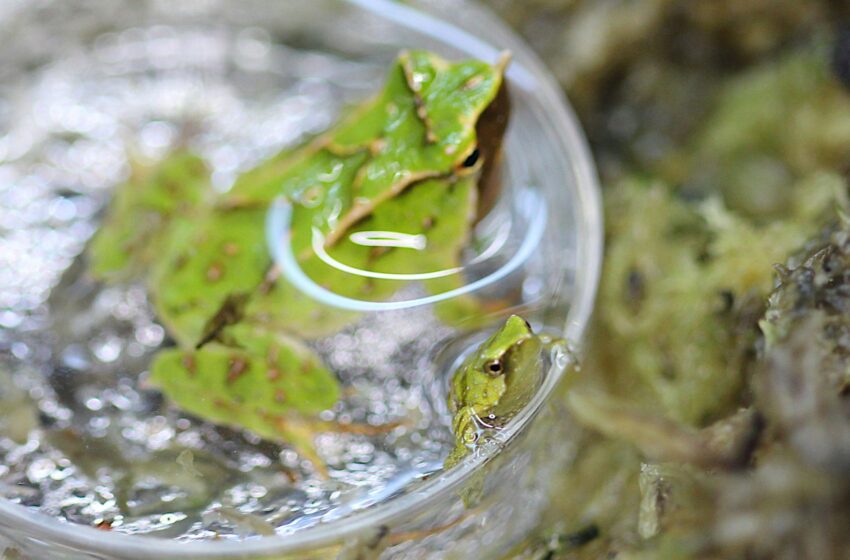 endangered-froglets-born-after-dramatic-7,000-mile-rescue-mission