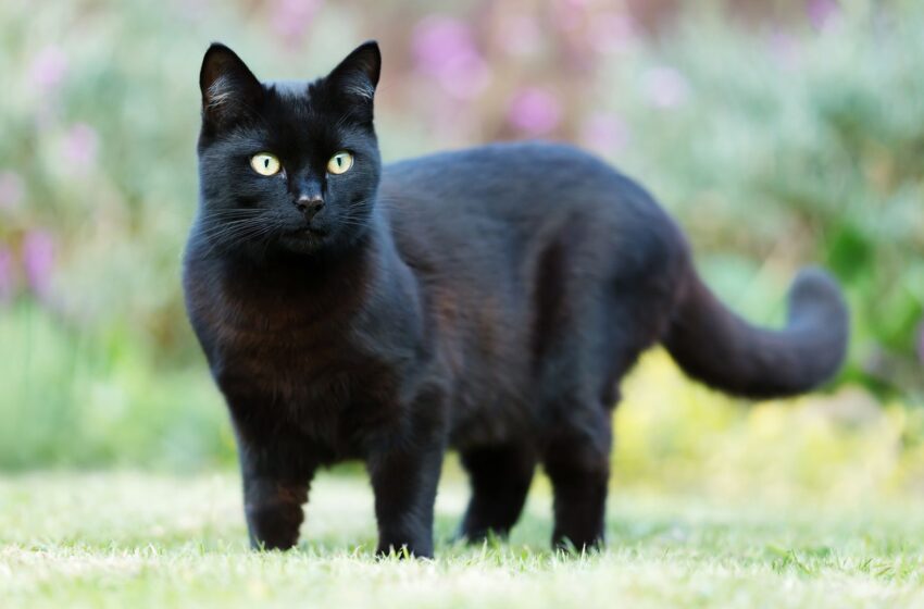  Scottish government gives update on reports cats could be banned