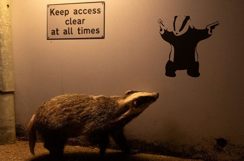 badger-admiring-a-banksy-scoops-wildlife-photographer-award