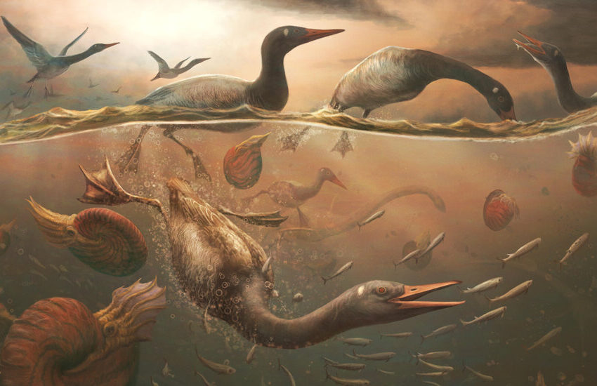 the-search-for-the-original-silly-goose-in-the-fossil-record