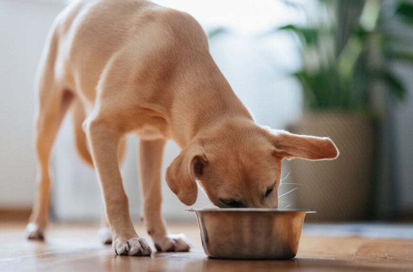  Lab-grown meat for dogs goes on sale – would your pet eat it?