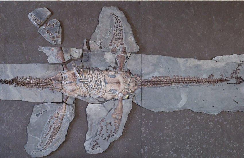  Plesiosaur Fossils Preserve Both Skin and Scales on Ancient Sea Monster