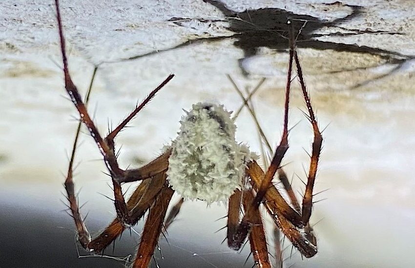  A Fungus That Turns Spiders Into Zombies Is a Discovery to Haunt Your Nightmares