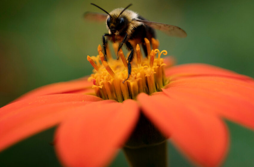  Trump Killed a Major Report on Nature. They’re Trying to Publish It Anyway.