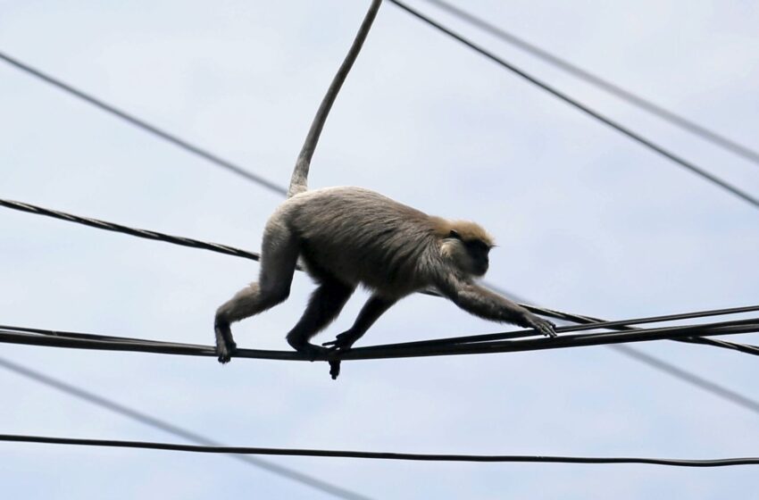 nationwide-power-outage-in-sri-lanka-blamed-on-a-monkey