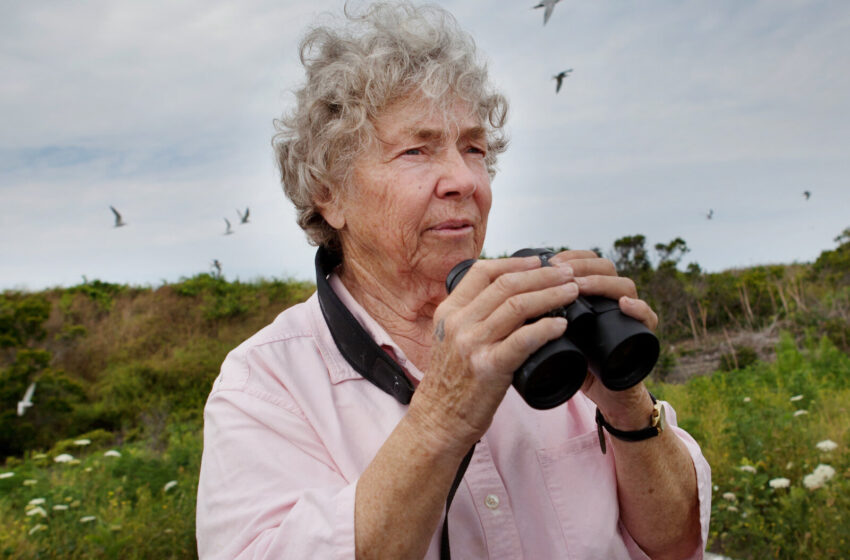  Helen Hays, Who Helped Bring Terns Back to Long Island Sound, Dies at 94