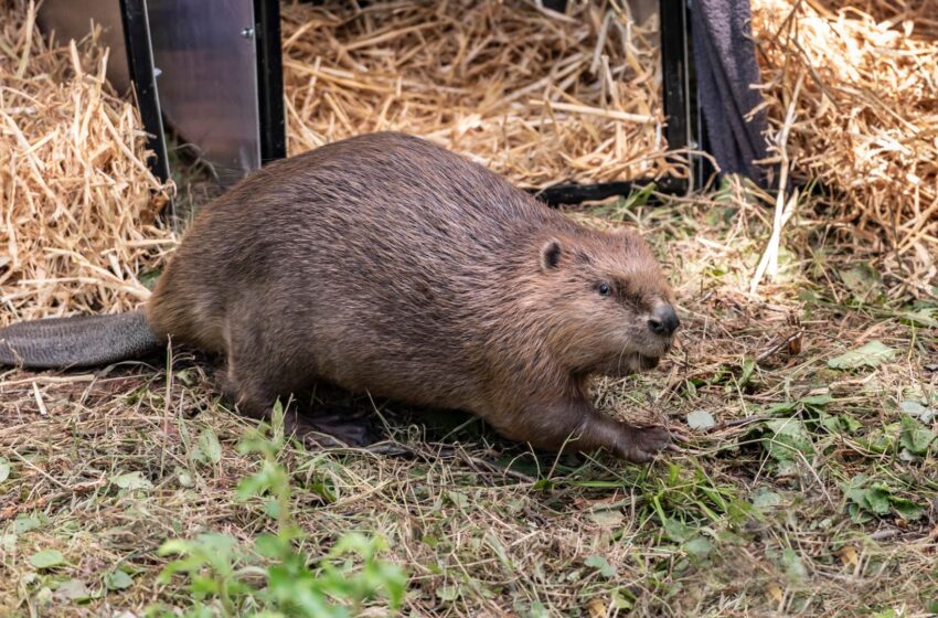  Beavers could help tackle Britain’s rising flooding problems, report finds