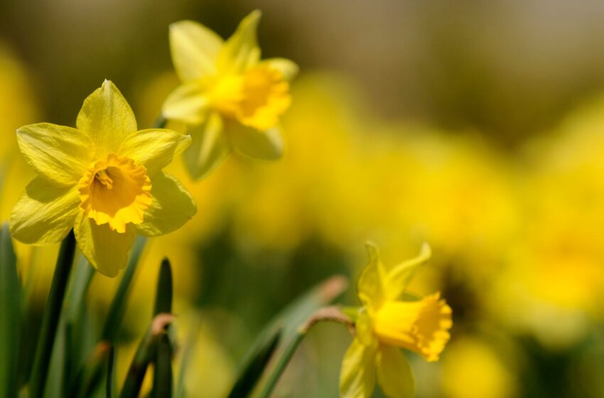  Daffodil hunt launched as flower lovers urged to look out for rare varieties