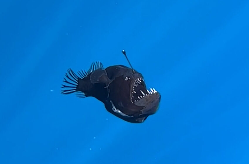  A Deep-Sea Fish of Nightmares Strays Into Shallow Waters