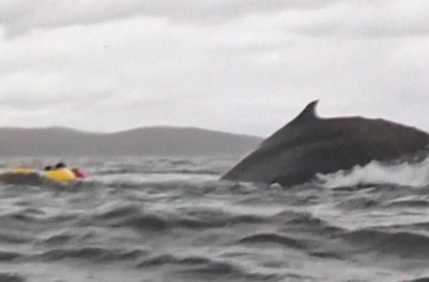 kayaker-swallowed-by-humpback-whale