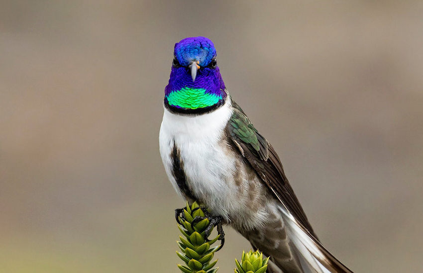 hummingbirds-living-in-a-hive-found-for-the-first-time