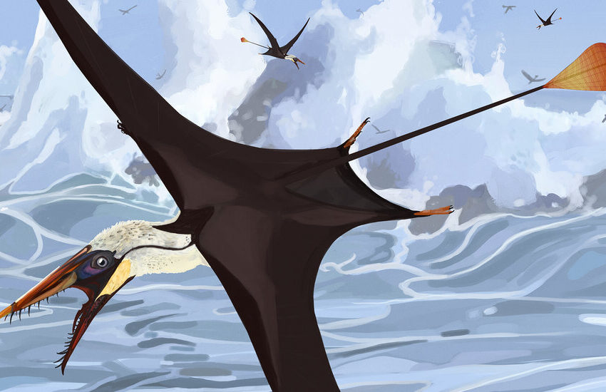  Lasers, Waffle Fries and the Secrets in Pterosaurs’ Tails