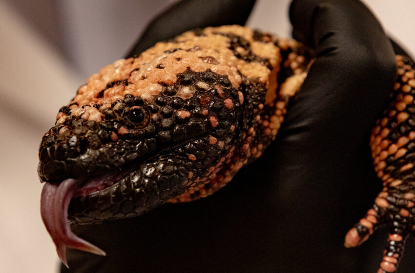  On a Mission to Heal Gila Monsters