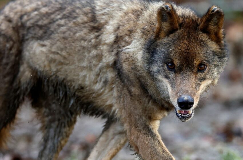  Bring back wolves to Scotland to reach net zero, says controversial research