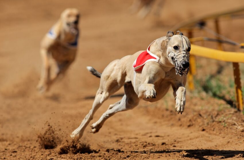  Wales plans to ban greyhound racing