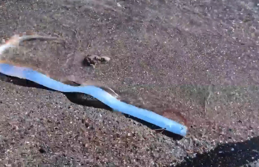  Video Shows a Rare ‘Doomsday’ Fish Off the Coast of Mexico