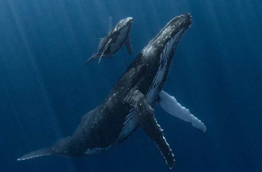  Amazing humpback whale image picked as best underwater picture of year