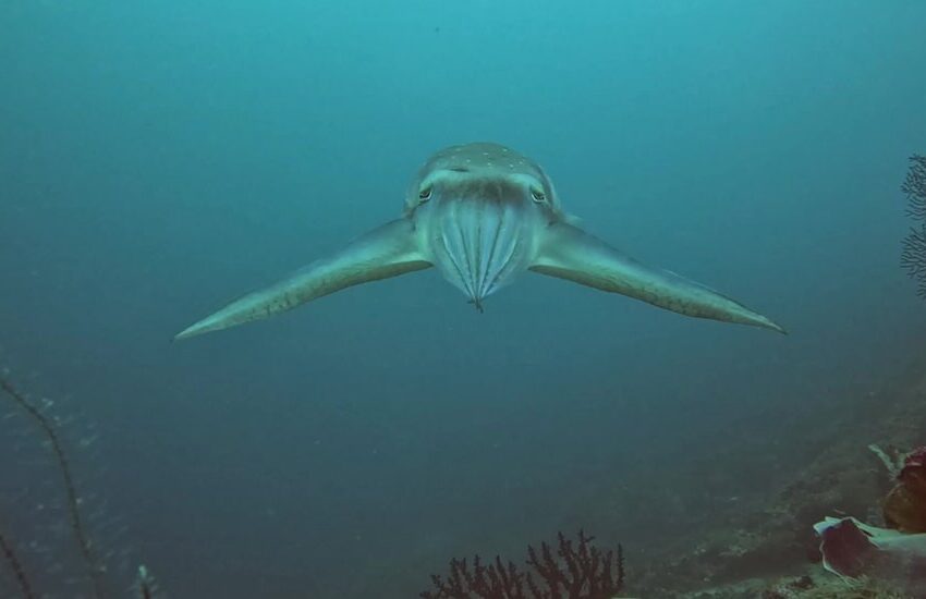 what-a-crab-sees-before-it-gets-eaten-by-a-cuttlefish