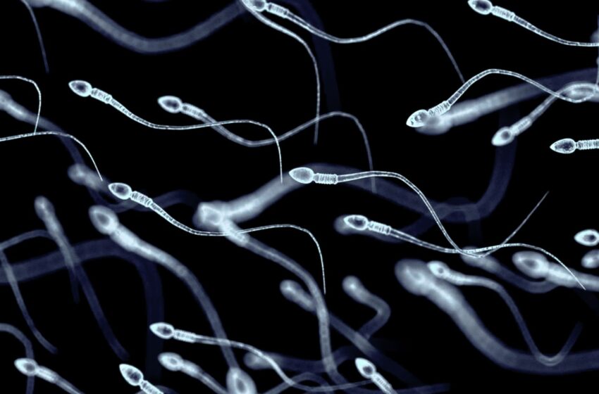  Men with healthier sperm live longer, study suggests